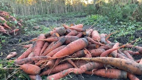 Side View of Carrots Being Added to a Pile on the Ground Stock Footage 317847501