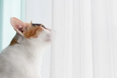 Side view of a cat, the cat is staring at something on purpose. 库存照片