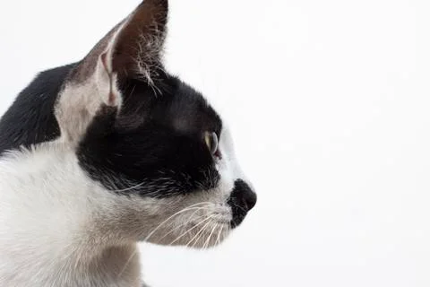 Side view of cat head on white 写真素材