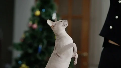 Side view of cat phinx feeding Stock Footage 69924996