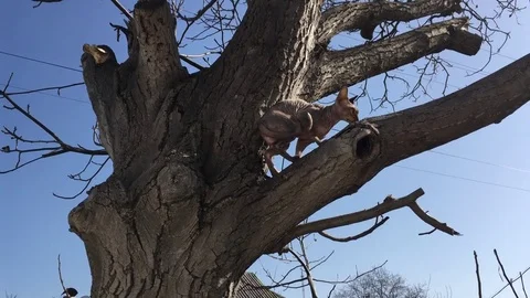 Side view of cat phinx on the sofa Video stock 73676332