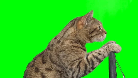 Side view of a cat sitting behind a steering wheel on green screen chroma key Stock Footage 254364966