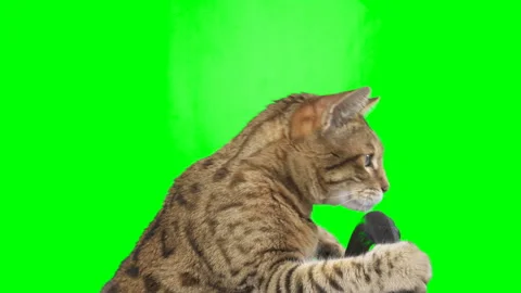 Side view of a cat sitting behind a steering wheel on green screen chroma key Stock Footage 254365355