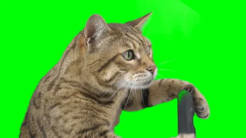 Side view of a cat sitting behind a steering wheel on green screen chroma key Stock Footage 254365462