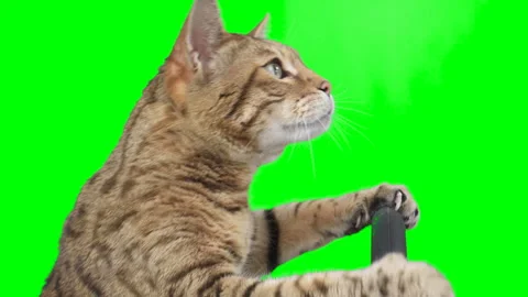 Side view of a cat sitting behind a steering wheel on green screen chroma key Stock Footage 254368617
