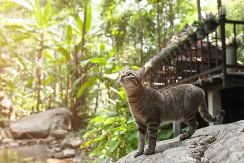 Side view of a Cat walking on stone near the river Stock Photos