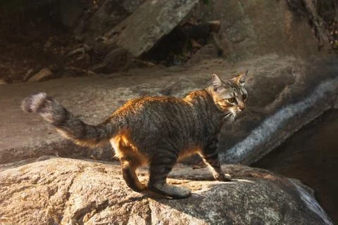 Side view of a Cat walking on stone near the river Stock Photos