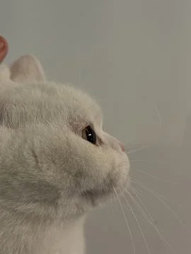 Side view of cat on white background Foto stock