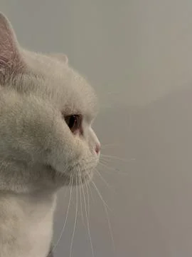 Side view of cat on white background Stock Photos