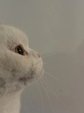 Side view of cat on white background Stock Photos