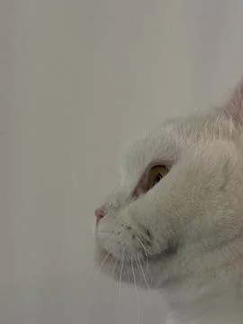 Side view of cat on white background Stock Photos