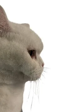 Side view of cat on white background Stock Photos