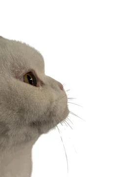 Side view of cat on white background Stock Photos