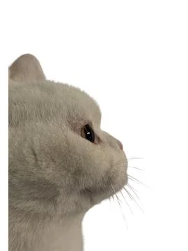 Side view of cat on white background Stock Photos