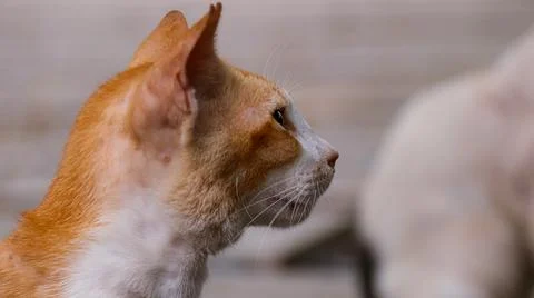 Side view of a cat's head Stock Photos
