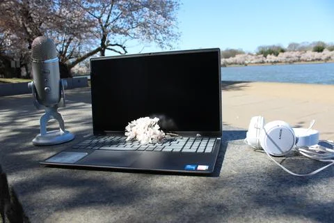 Side View Cherry Blossom Computer Waterfront Washington DC Stock Photos