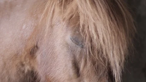 Side view of chestnut pony in a stable looking at camera. Stock Footage 242167808