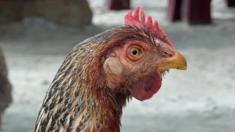 Side view of a chicken captured in detail while standing in a rural courtyard Stock Footage 329922640