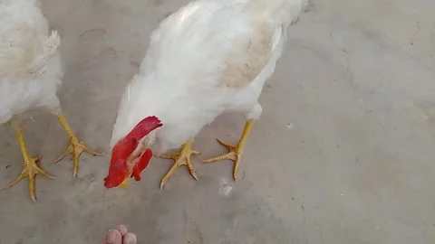 Side View of Chicken Eating Breakfast in Daylight Vídeo Stock 347181854
