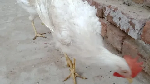 Side View of Chicken Eating Fresh Onion Video stock 347109380