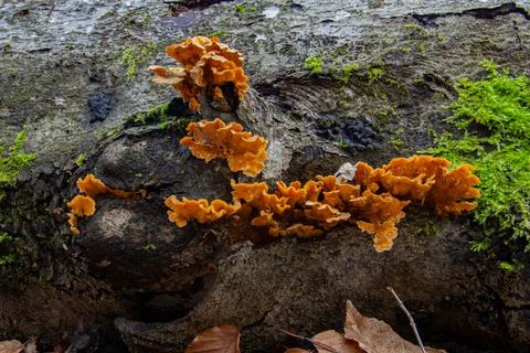 Side view of a chicken of the woods tree fungus Stock Photos
