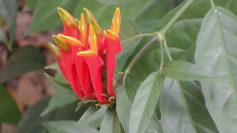 Side view of Clinacanthus nutans flower cluster Sabah snake grass fixed shot. Stock Footage 342302380