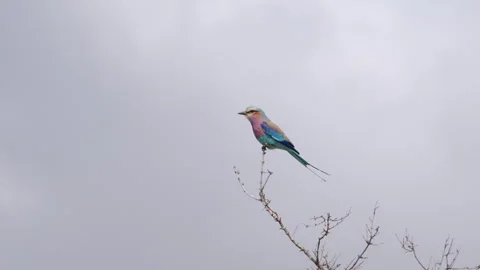 Side view clip of a lilac-breasted roller perching in a tree at kruger Stock Footage 319054257