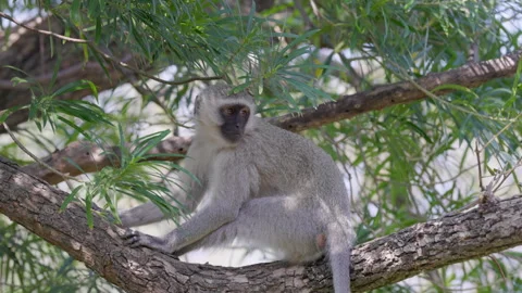 Side view clip of a vervet monkey sitting in a tree at kruger Video stock 303616444