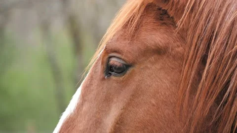 Side view close up of anglo- arabian sorrel horse. Stock-Footage 152393614