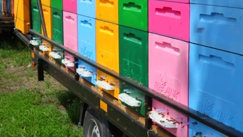 Side view close-up of bees flies in and out of a gap in a wooden hive Stock Footage 241098752