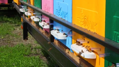 Side view close-up of bees flies in and out of a gap in a wooden hive. Stock Footage 241098781