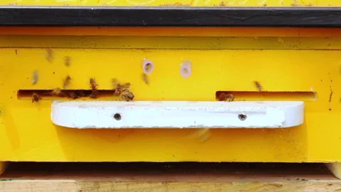 Side view close-up of bees flies in and out of a gap in a wooden hive Stock Footage 241098876
