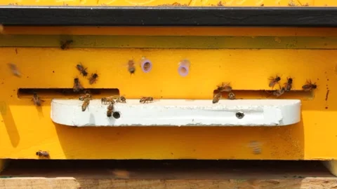 Side view close-up of bees flies in and out of a gap in a wooden hive Stock Footage 241098912