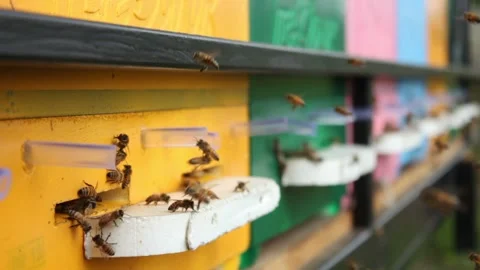 Side view close-up of bees flies in and out of a gap in a wooden hive Stock Footage 241098940