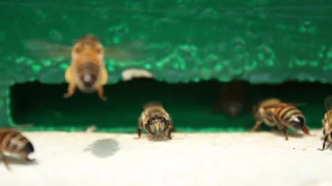 Side view close-up of bees flies in and out of a gap in a wooden hive Stock Footage 241098996