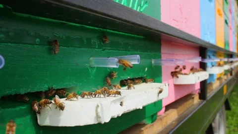 Side view close-up of bees flies in and out of a gap in a wooden hive Stock Footage 241099159