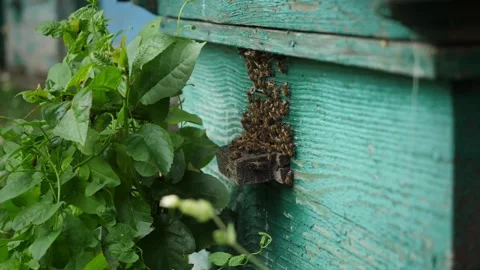 Side view close-up of bees flies in and out of gap in wooden hive. Vídeo Stock 278388700
