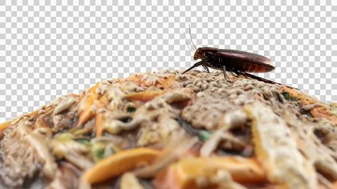 Side view close up cockroach  standing on the food. Foto stock