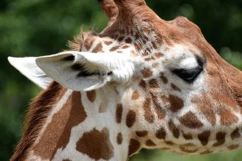 Side view close up of giraffe's head Stock Photos