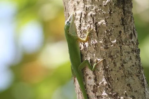 Side view, close up of a green lizard crawling up a tree Stock Photos