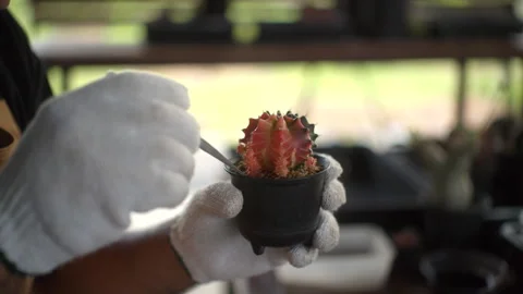 The side view close up of hand of man wearing gloves doing cactus gardening. Stock Footage 268434074