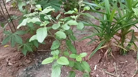 Side View Close Up Of Maduruthela Holy Basil Plant Leaves Stock-Footage 340201692