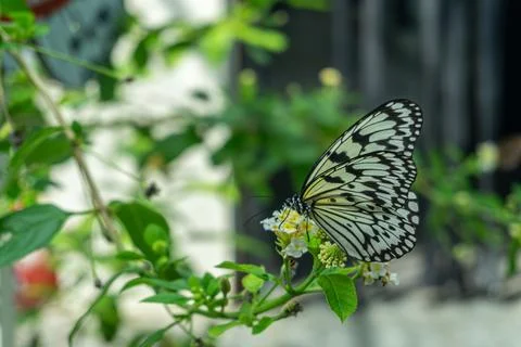 A side view close-up of a Malabar Tree Nymph Butterfly (Black and white wings Фото
