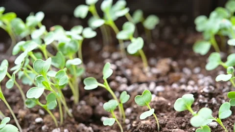 Side view close up of new plants just came out from soil a couple of days Stock Footage 143227460