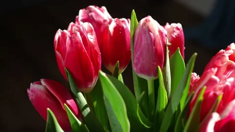 Side view close-up purple flowers in sunshine in darkness. Violet tulips petals Stock Footage 221863087