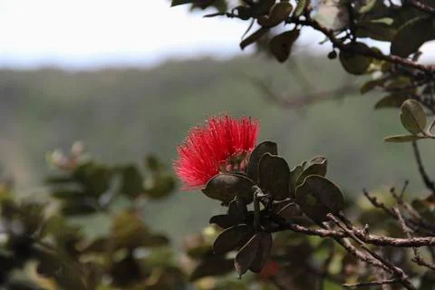 Side view close up of a red Ohia Lehua tree blossom Stock Photos
