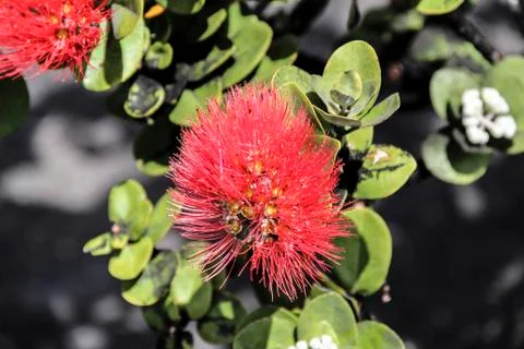 Side view close up of a red Ohia Lehua tree blossom Stock Photos