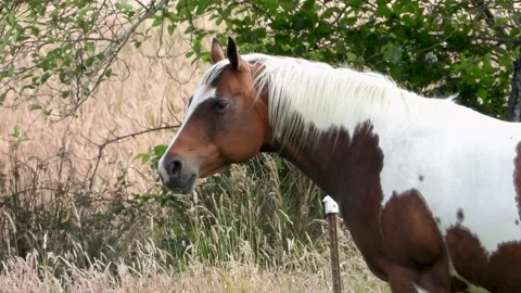 Side view close-up shot of a beautiful horse in a field Stock Footage 202619213