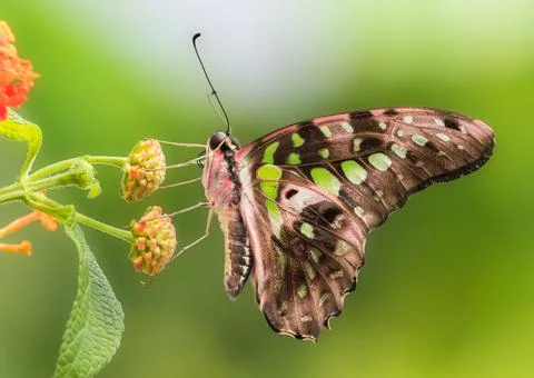 Side view close up of tailed jay butterfly on flower against green background Stock Photos