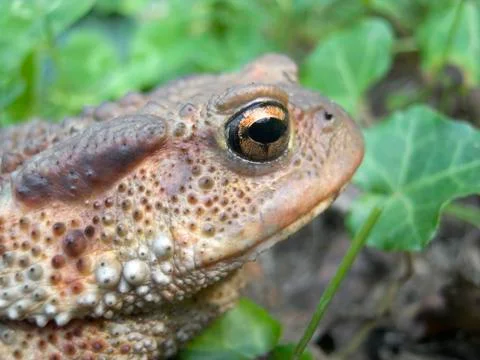 Side view close-up of toad head near lake albano, italy Stock Photos
